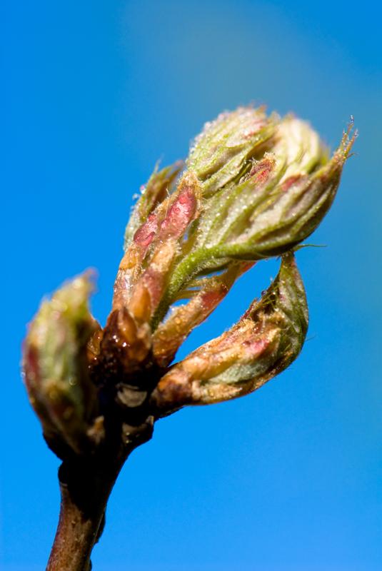  D2C_9413.jpg </br ><small> 2007-04-29 17:22</br >NIKON D200 105mm 1/320s f/8 ISO 200</small>