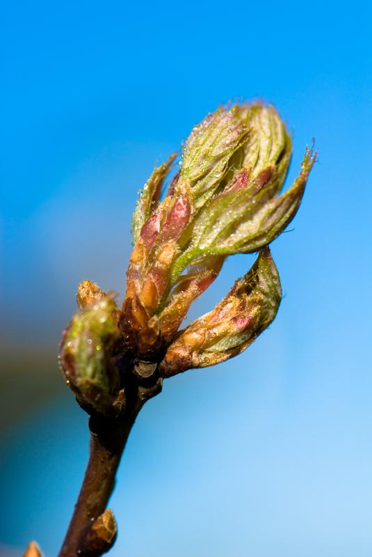  D2C_9415.jpg </br ><small> 2007-04-29 17:23</br >NIKON D200 105mm 1/350s f/8 ISO 200</small>