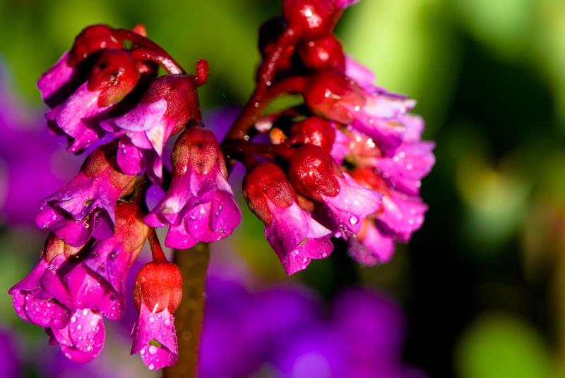  D2C_9424.jpg </br ><small> 2007-04-29 17:26</br >NIKON D200 105mm 1/320s f/8 ISO 200</small>