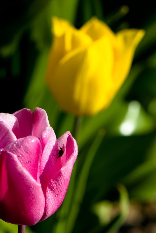  D2C_9430.jpg </br ><small> 2007-04-29 17:27</br >NIKON D200 105mm 1/500s f/8 ISO 200</small>