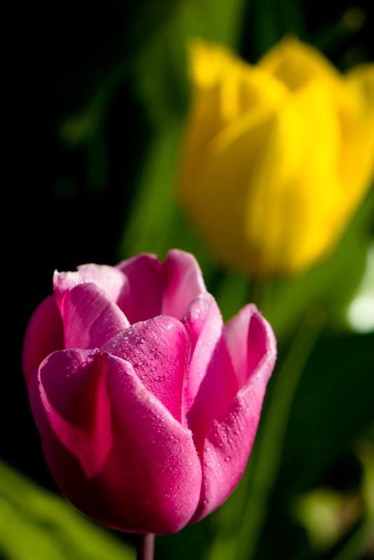  D2C_9431.jpg </br ><small> 2007-04-29 17:28</br >NIKON D200 105mm 1/500s f/8 ISO 200</small>