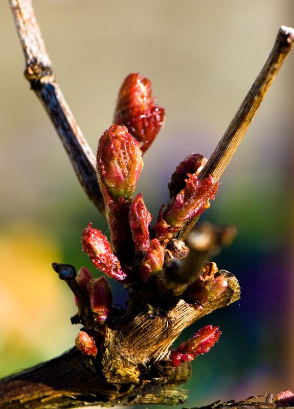  D2C_9446.jpg </br ><small> 2007-04-29 17:33</br >NIKON D200 105mm 1/320s f/8 ISO 200</small>