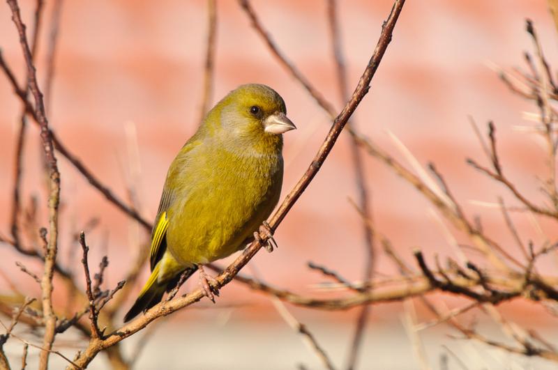  D3C_9786.JPG </br ><small></small>