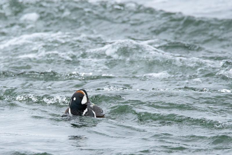  20160701-PB8_8416.JPG </br ><small> 2016-07-01 11:45</br >NIKON D800 + TAMRON SP AF 150-600mm F5-6.3 VC USD A011N<br /> 550mm 1/640s f/8 ISO 2500</small>