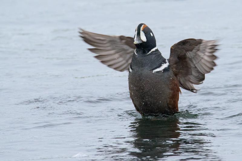  20160701-PB8_8431.JPG </br ><small> 2016-07-01 11:45</br >NIKON D800 + TAMRON SP AF 150-600mm F5-6.3 VC USD A011N<br /> 500mm 1/640s f/8 ISO 2800</small>