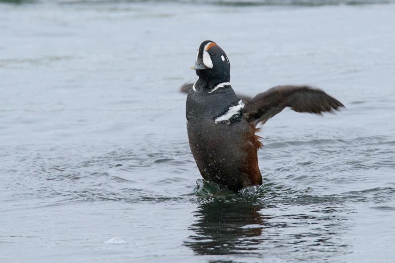  20160701-PB8_8432.JPG </br ><small> 2016-07-01 11:45</br >NIKON D800 + TAMRON SP AF 150-600mm F5-6.3 VC USD A011N<br /> 500mm 1/640s f/8 ISO 2500</small>