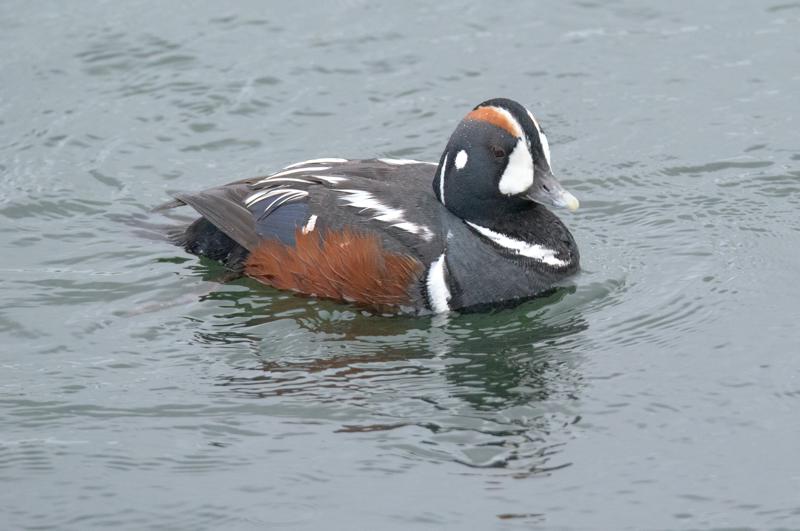  20160701-PB8_8534.JPG </br ><small> 2016-07-01 11:52</br >NIKON D800 + TAMRON SP AF 150-600mm F5-6.3 VC USD A011N<br /> 500mm 1/640s f/8 ISO 2800</small>