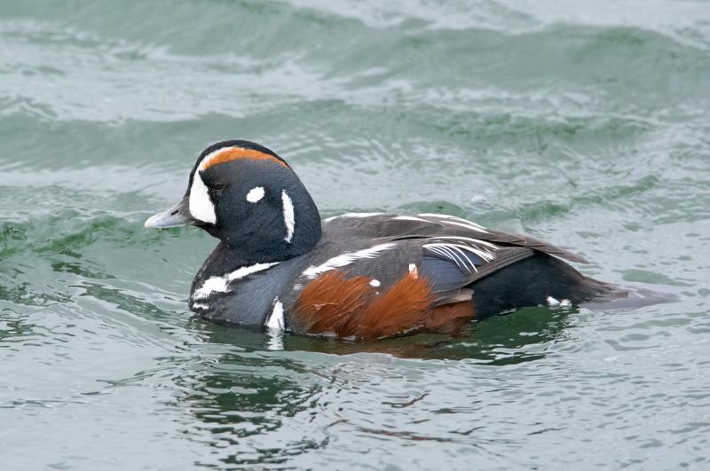  20160701-PB8_8535.JPG </br ><small> 2016-07-01 11:52</br >NIKON D800 + TAMRON SP AF 150-600mm F5-6.3 VC USD A011N<br /> 500mm 1/640s f/8 ISO 4000</small>