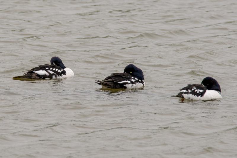  20160702-PB8_8708.JPG </br ><small> 2016-07-02 10:41</br >NIKON D800 + TAMRON SP AF 150-600mm F5-6.3 VC USD A011N<br /> 500mm 1/500s f/8 ISO 450</small>