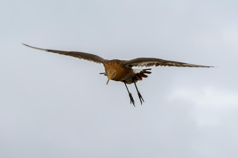  20160702-PB8_8853.JPG </br ><small> 2016-07-02 17:56</br >NIKON D800 + TAMRON SP AF 150-600mm F5-6.3 VC USD A011N<br /> 160mm 1/640s f/8 ISO 200</small>