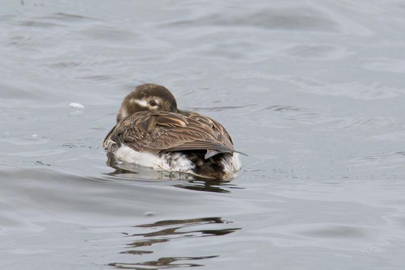  20160702-PB8_8917.JPG </br ><small> 2016-07-02 18:06</br >NIKON D800 + TAMRON SP AF 150-600mm F5-6.3 VC USD A011N<br /> 460mm 1/640s f/8 ISO 560</small>