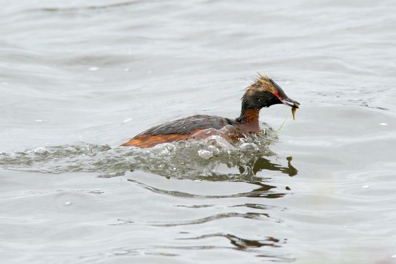  20160702-PB8_8968.JPG </br ><small> 2016-07-02 18:14</br >NIKON D800 + TAMRON SP AF 150-600mm F5-6.3 VC USD A011N<br /> 500mm 1/640s f/8 ISO 720</small>