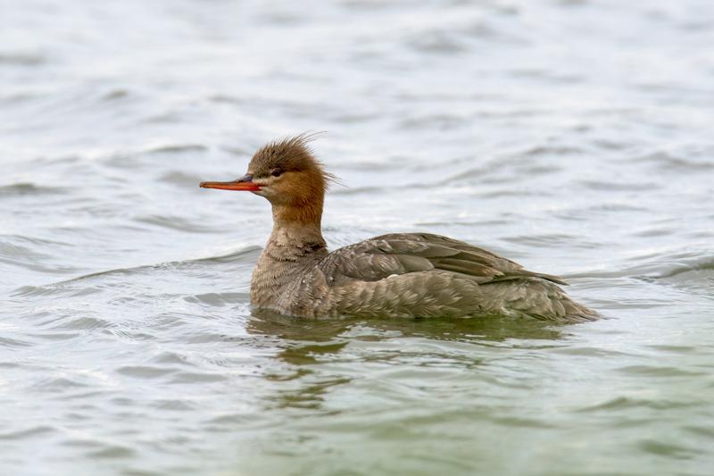  20160702-PB8_9101.JPG </br ><small> 2016-07-02 19:28</br >NIKON D800 + TAMRON SP AF 150-600mm F5-6.3 VC USD A011N<br /> 460mm 1/640s f/8 ISO 400</small>