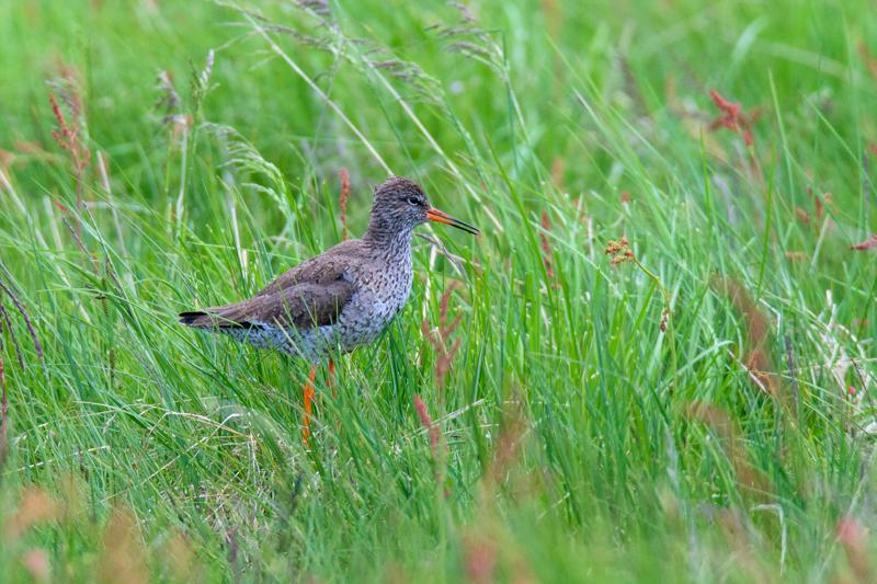  20160702-PB8_9146.JPG </br ><small> 2016-07-02 19:36</br >NIKON D800 + TAMRON SP AF 150-600mm F5-6.3 VC USD A011N<br /> 500mm 1/640s f/8 ISO 1400</small>