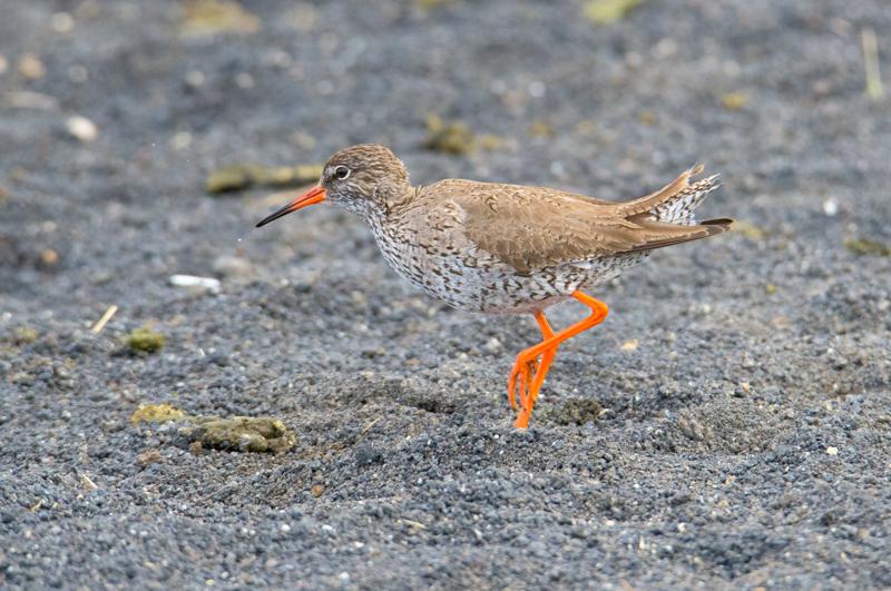  20160702-PB8_9222.JPG </br ><small> 2016-07-02 19:40</br >NIKON D800 + TAMRON SP AF 150-600mm F5-6.3 VC USD A011N<br /> 550mm 1/640s f/8 ISO 2500</small>