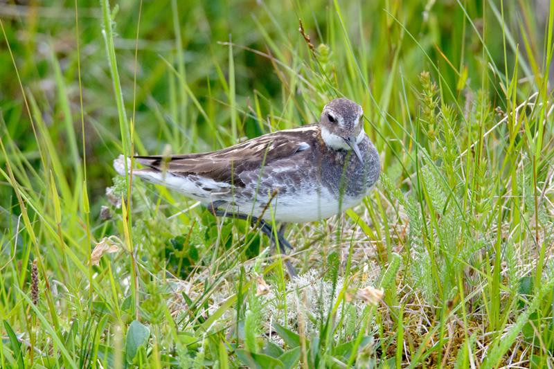  20160702-PB8_9287.JPG </br ><small> 2016-07-02 19:43</br >NIKON D800 + TAMRON SP AF 150-600mm F5-6.3 VC USD A011N<br /> 420mm 1/640s f/8 ISO 1800</small>