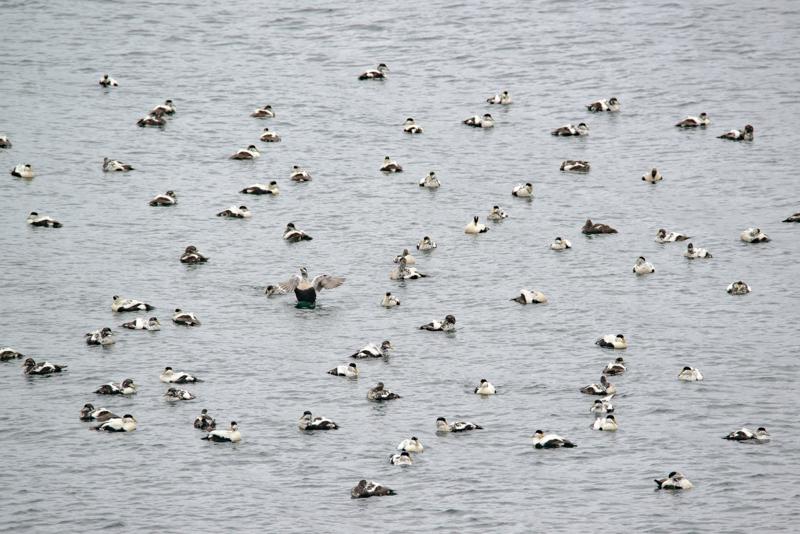  20160704-PB8_9485.JPG </br ><small> 2016-07-04 14:09</br >NIKON D800 + TAMRON SP AF 150-600mm F5-6.3 VC USD A011N<br /> 500mm 1/500s f/8 ISO 400</small>