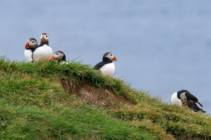  20160704-PB8_9489.JPG </br ><small> 2016-07-04 14:16</br >NIKON D800 + TAMRON SP AF 150-600mm F5-6.3 VC USD A011N<br /> 500mm 1/500s f/8 ISO 720</small>