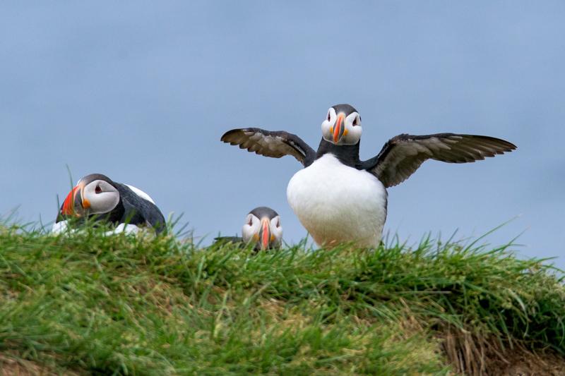  20160704-PB8_9503.JPG </br ><small> 2016-07-04 14:18</br >NIKON D800 + TAMRON SP AF 150-600mm F5-6.3 VC USD A011N<br /> 600mm 1/500s f/9 ISO 900</small>