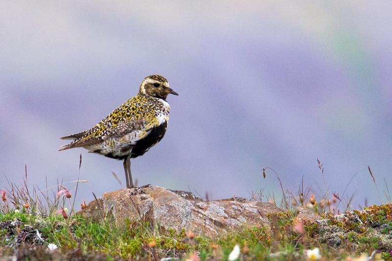  20160704-PB8_9601.JPG </br ><small> 2016-07-04 15:04</br >NIKON D800 + TAMRON SP AF 150-600mm F5-6.3 VC USD A011N<br /> 500mm 1/500s f/9 ISO 1100</small>