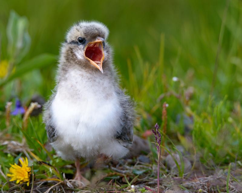  20160704-PB8_9712.JPG </br ><small> 2016-07-04 19:12</br >NIKON D800 + TAMRON SP AF 150-600mm F5-6.3 VC USD A011N<br /> 450mm 1/640s f/8 ISO 500</small>