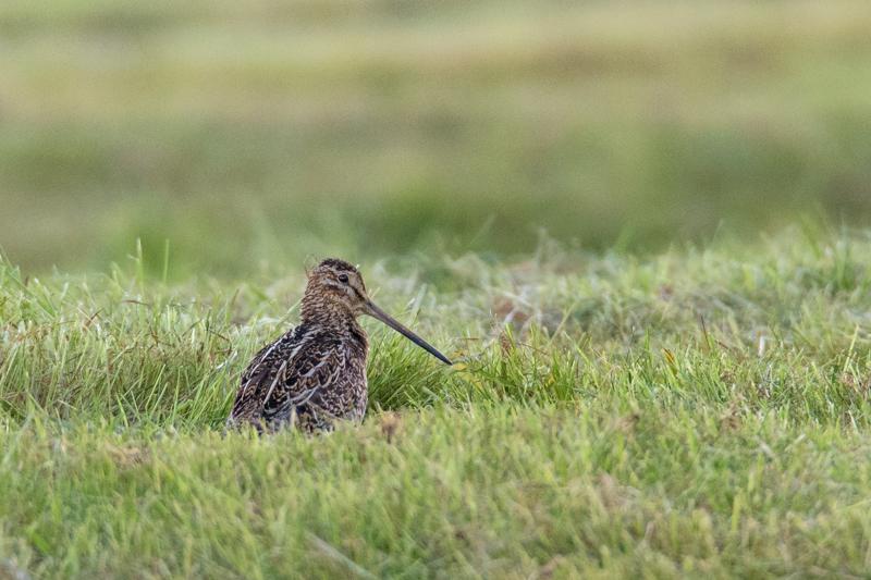  20160706-PB8_0059.JPG </br ><small> 2016-07-06 21:10</br >NIKON D800 + TAMRON SP AF 150-600mm F5-6.3 VC USD A011N<br /> 500mm 1/400s f/8 ISO 2000</small>