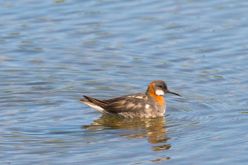  20160706-PB8_9932.JPG </br ><small> 2016-07-06 11:55</br >NIKON D800 + TAMRON SP AF 150-600mm F5-6.3 VC USD A011N<br /> 500mm 1/640s f/8 ISO 220</small>