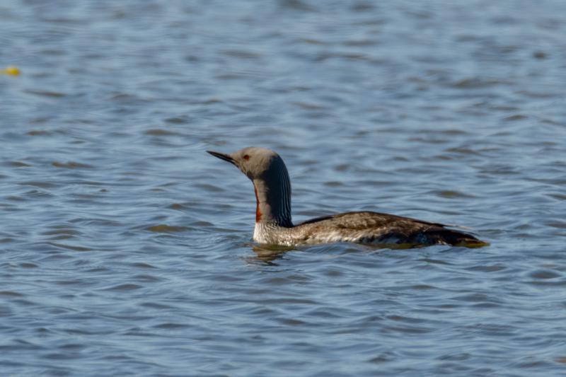  20160706-PB8_9965.JPG </br ><small> 2016-07-06 12:10</br >NIKON D800 + TAMRON SP AF 150-600mm F5-6.3 VC USD A011N<br /> 500mm 1/500s f/8 ISO 140</small>