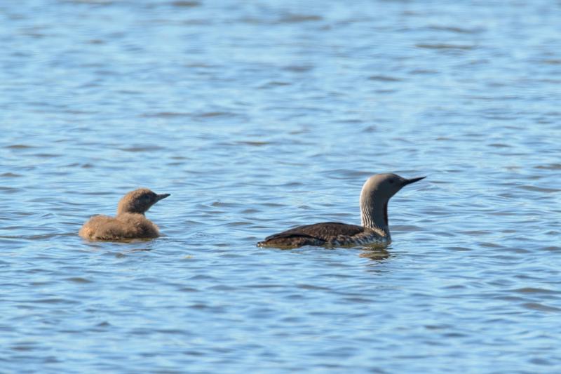  20160706-PB8_9975.JPG </br ><small> 2016-07-06 12:11</br >NIKON D800 + TAMRON SP AF 150-600mm F5-6.3 VC USD A011N<br /> 500mm 1/640s f/8 ISO 160</small>