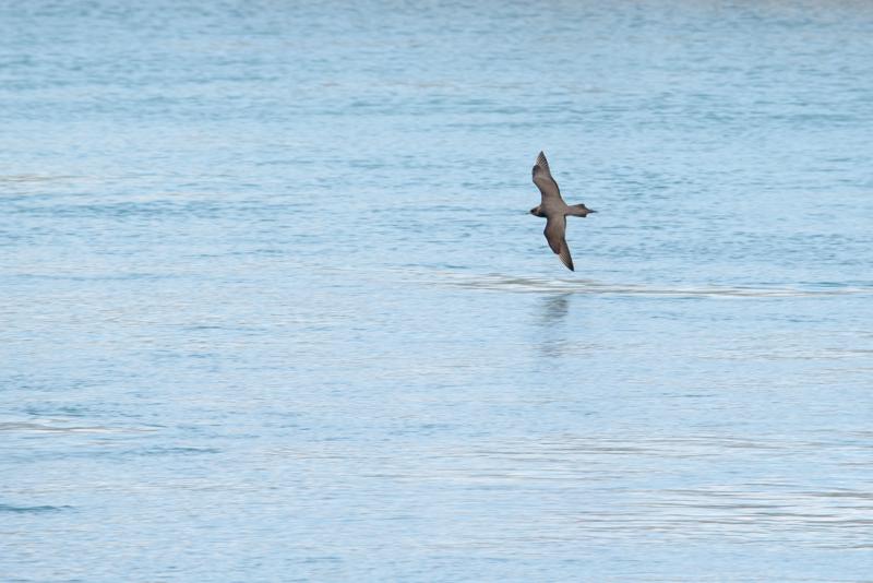  20160707-PB8_0108.JPG </br ><small> 2016-07-07 11:12</br >NIKON D800 + TAMRON SP AF 150-600mm F5-6.3 VC USD A011N<br /> 450mm 1/500s f/8 ISO 320</small>