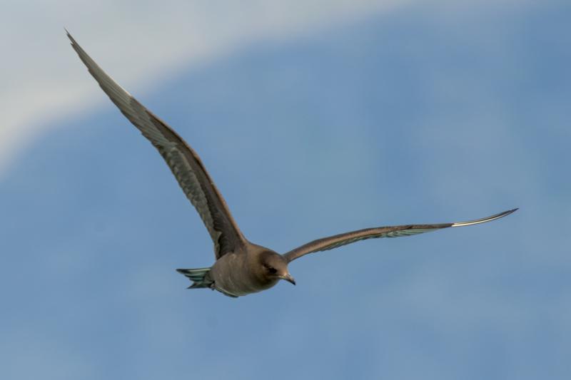  20160707-PB8_0216.JPG </br ><small> 2016-07-07 11:43</br >NIKON D800 + TAMRON SP AF 150-600mm F5-6.3 VC USD A011N<br /> 500mm 1/640s f/8 ISO 180</small>