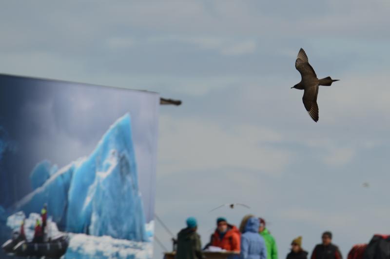  20160707-PB8_0251.JPG </br ><small> 2016-07-07 11:43</br >NIKON D800 + TAMRON SP AF 150-600mm F5-6.3 VC USD A011N<br /> 500mm 1/640s f/8 ISO 110</small>