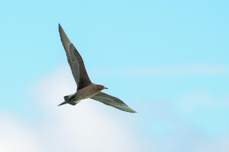  20160707-PB8_0254.JPG </br ><small> 2016-07-07 11:44</br >NIKON D800 + TAMRON SP AF 150-600mm F5-6.3 VC USD A011N<br /> 500mm 1/640s f/8 ISO 110</small>