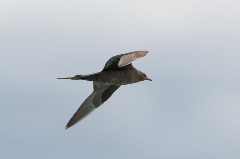  20160707-PB8_0284.JPG </br ><small> 2016-07-07 11:50</br >NIKON D800 + TAMRON SP AF 150-600mm F5-6.3 VC USD A011N<br /> 500mm 1/1000s f/8 ISO 160</small>