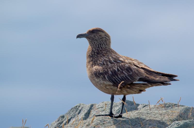  20160707-PB8_0356.JPG </br ><small> 2016-07-07 12:05</br >NIKON D800 + TAMRON SP AF 150-600mm F5-6.3 VC USD A011N<br /> 500mm 1/640s f/9 ISO 180</small>