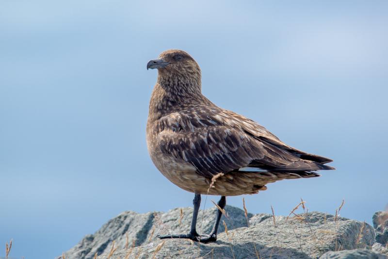  20160707-PB8_0359.JPG </br ><small> 2016-07-07 12:05</br >NIKON D800 + TAMRON SP AF 150-600mm F5-6.3 VC USD A011N<br /> 500mm 1/640s f/9 ISO 140</small>