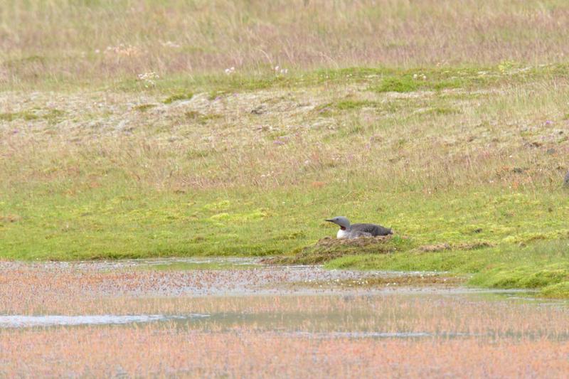  20160708-PB8_0533.JPG </br ><small> 2016-07-08 11:18</br >NIKON D800 + TAMRON SP AF 150-600mm F5-6.3 VC USD A011N<br /> 550mm 1/400s f/11 ISO 560</small>