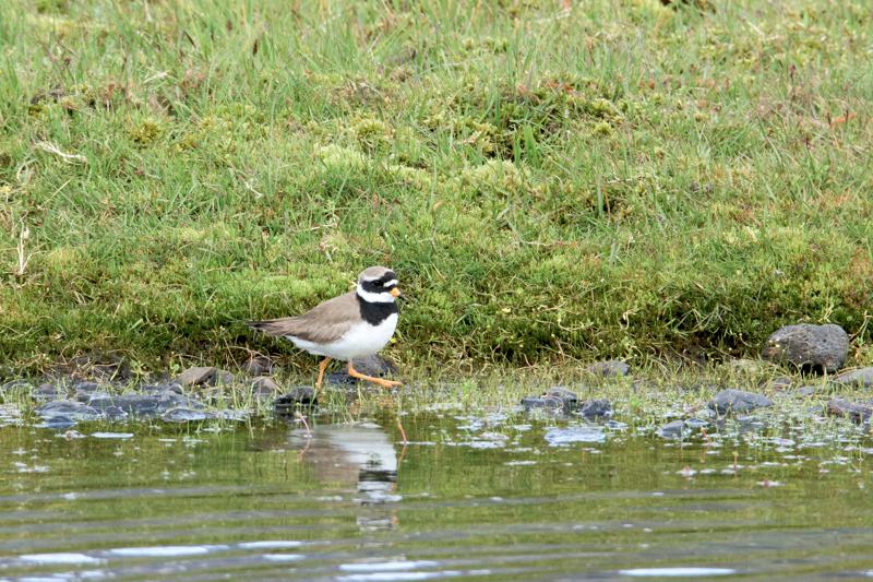  20160708-PB8_0551.JPG </br ><small> 2016-07-08 11:19</br >NIKON D800 + TAMRON SP AF 150-600mm F5-6.3 VC USD A011N<br /> 500mm 1/500s f/10 ISO 900</small>