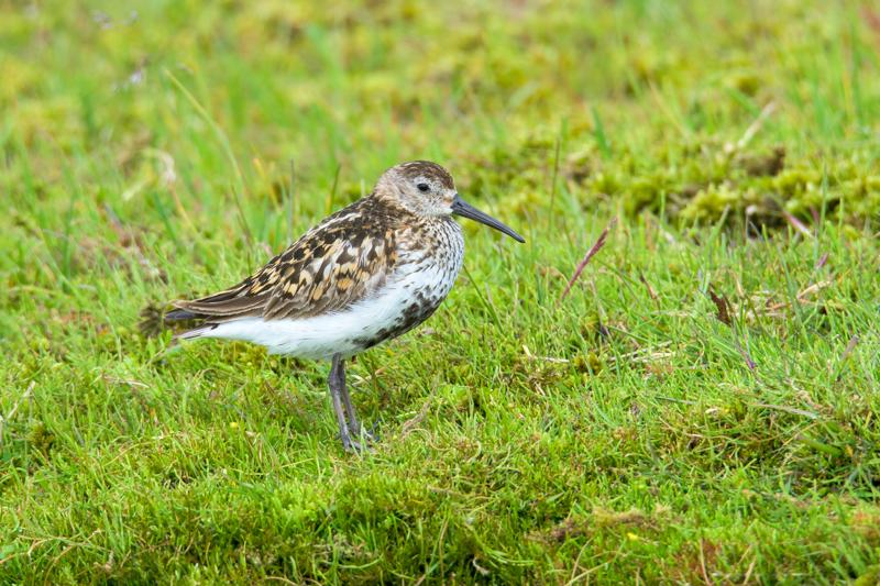  20160708-PB8_0568.JPG </br ><small> 2016-07-08 11:24</br >NIKON D800 + TAMRON SP AF 150-600mm F5-6.3 VC USD A011N<br /> 500mm 1/640s f/8 ISO 560</small>