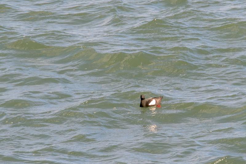  20160708-PB8_0593.JPG </br ><small> 2016-07-08 16:00</br >NIKON D800 + TAMRON SP AF 150-600mm F5-6.3 VC USD A011N<br /> 500mm 1/640s f/8 ISO 360</small>