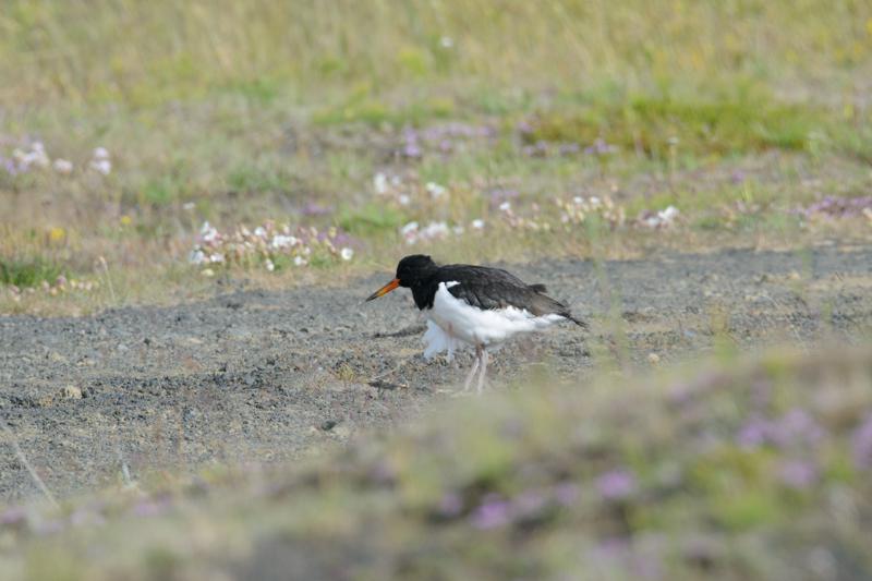  20160710-PB8_0816.JPG </br ><small> 2016-07-10 08:48</br >NIKON D800 + TAMRON SP AF 150-600mm F5-6.3 VC USD A011N<br /> 500mm 1/640s f/8 ISO 500</small>