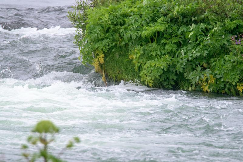  20160701-PB8_8410.JPG </br ><small> 2016-07-01 11:25</br >NIKON D800 + TAMRON SP AF 150-600mm F5-6.3 VC USD A011N<br /> 600mm 1/640s f/8 ISO 1250</small>