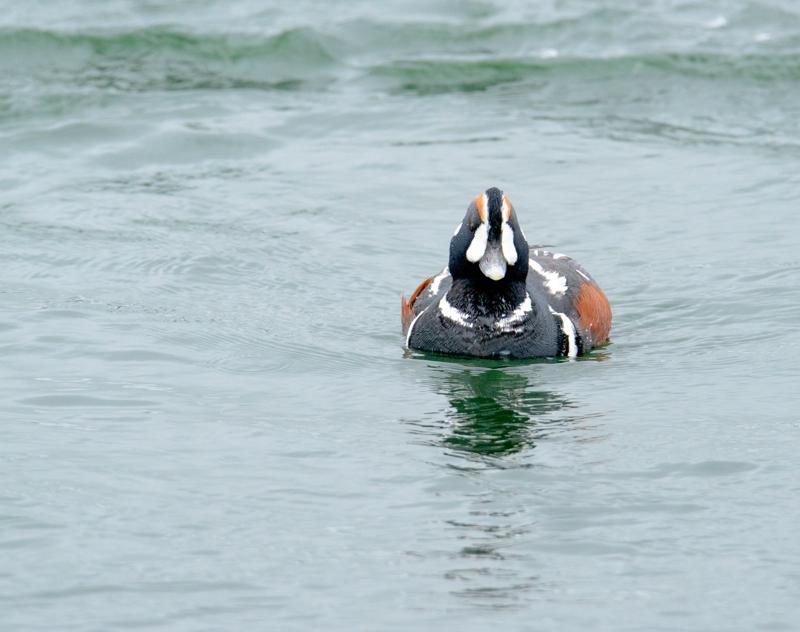  20160701-PB8_8479.JPG </br ><small> 2016-07-01 11:49</br >NIKON D800 + TAMRON SP AF 150-600mm F5-6.3 VC USD A011N<br /> 500mm 1/640s f/8 ISO 2500</small>