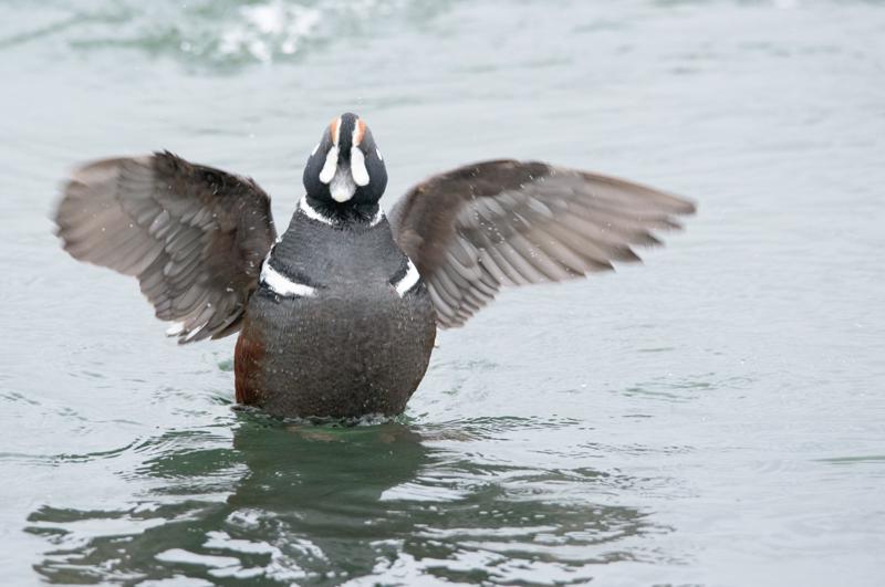  20160701-PB8_8515.JPG </br ><small> 2016-07-01 11:51</br >NIKON D800 + TAMRON SP AF 150-600mm F5-6.3 VC USD A011N<br /> 500mm 1/640s f/8 ISO 2800</small>