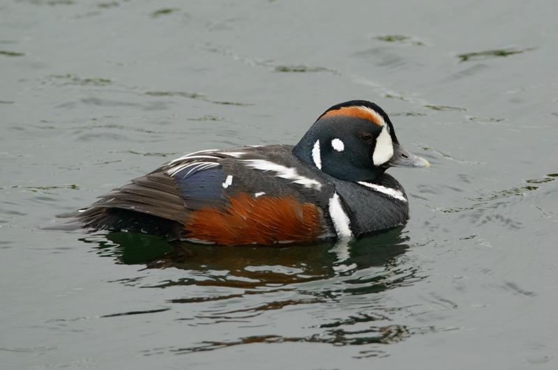  20160701-PB8_8551.JPG </br ><small> 2016-07-01 11:53</br >NIKON D800 + TAMRON SP AF 150-600mm F5-6.3 VC USD A011N<br /> 500mm 1/640s f/8 ISO 3200</small>