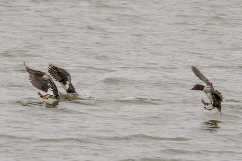  20160702-PB8_8722.JPG </br ><small> 2016-07-02 10:44</br >NIKON D800 + TAMRON SP AF 150-600mm F5-6.3 VC USD A011N<br /> 460mm 1/500s f/8 ISO 450</small>