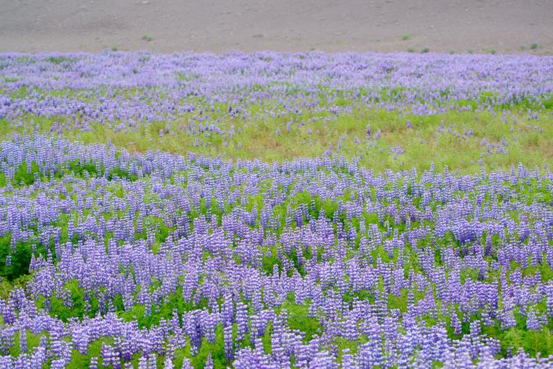  20160702-PB8_8723.JPG </br ><small> 2016-07-02 11:05</br >NIKON D800 + TAMRON SP AF 150-600mm F5-6.3 VC USD A011N<br /> 150mm 1/500s f/8 ISO 900</small>