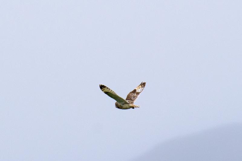  20160702-PB8_8755.JPG </br ><small> 2016-07-02 12:13</br >NIKON D800 + TAMRON SP AF 150-600mm F5-6.3 VC USD A011N<br /> 500mm 1/800s f/8 ISO 280</small>