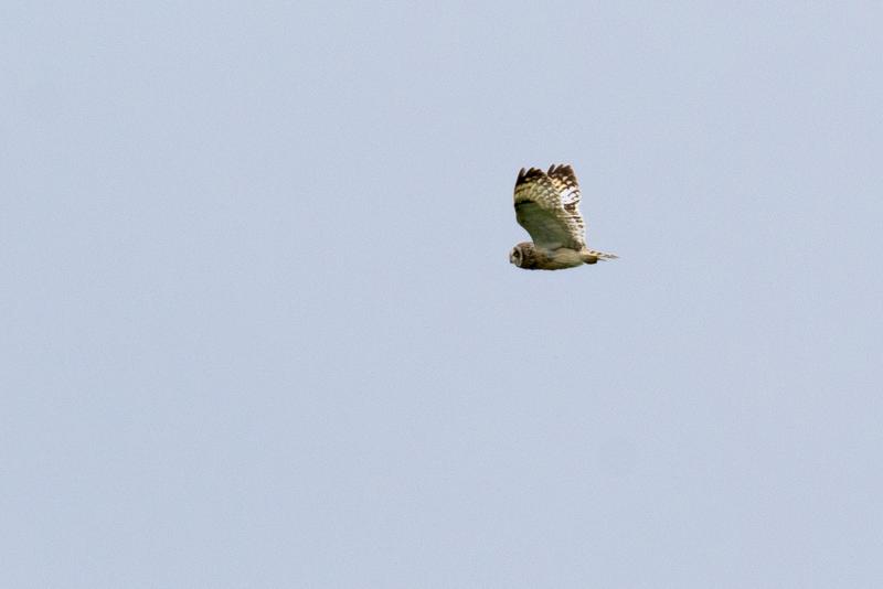  20160702-PB8_8757.JPG </br ><small> 2016-07-02 12:13</br >NIKON D800 + TAMRON SP AF 150-600mm F5-6.3 VC USD A011N<br /> 500mm 1/800s f/8 ISO 280</small>