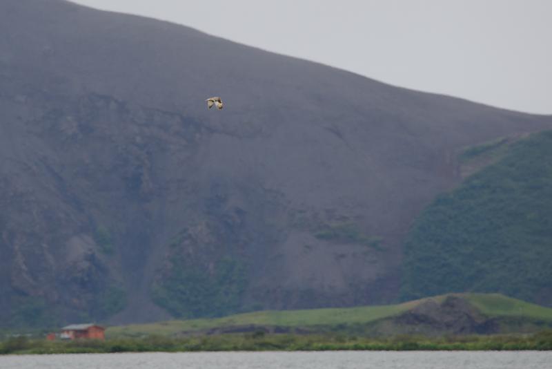  20160702-PB8_8772.JPG </br ><small> 2016-07-02 12:15</br >NIKON D800 + TAMRON SP AF 150-600mm F5-6.3 VC USD A011N<br /> 500mm 1/800s f/8 ISO 500</small>